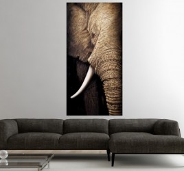 Moderní obraz na zeď -Elephant, 75 x 150 cm